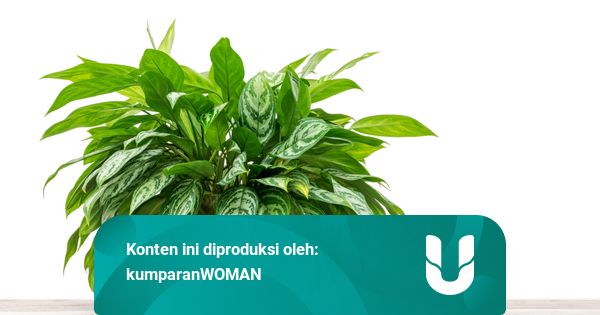 5 Cara Merawat Aglaonema, Tanaman Hias yang Tengah Menjadi Primadona
